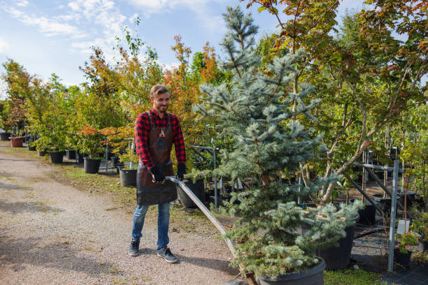 Best Residential Tree Removal  in Mansfield, LA